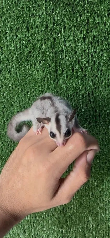 Joey Sugar Glider White Face/WF