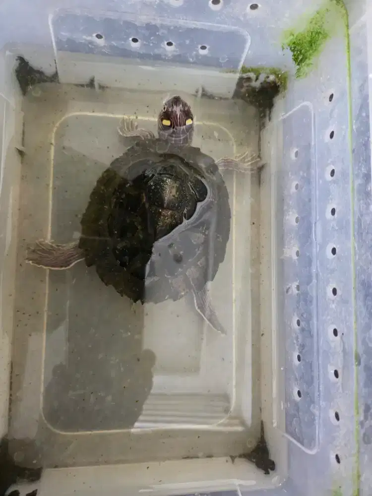 Jual borongan 2 gecko dan 1 kurakura