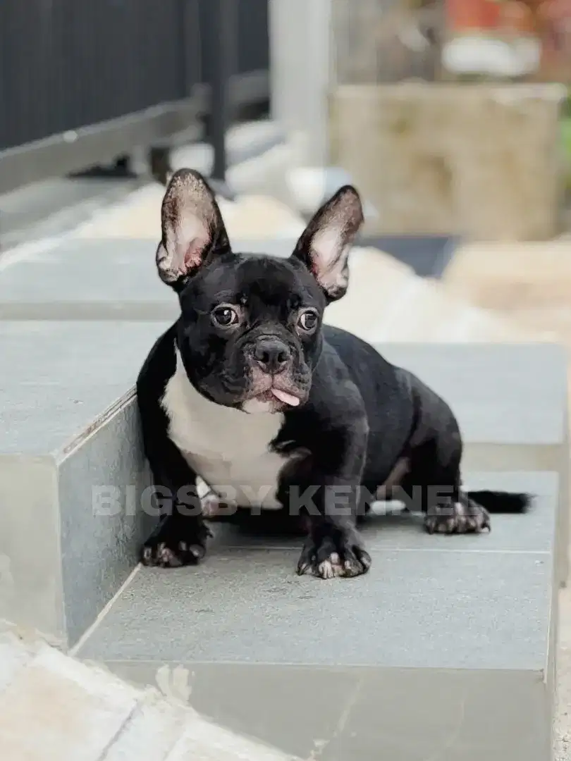 Exotic micro bully jantan american male anakan anjing puppy sultan
