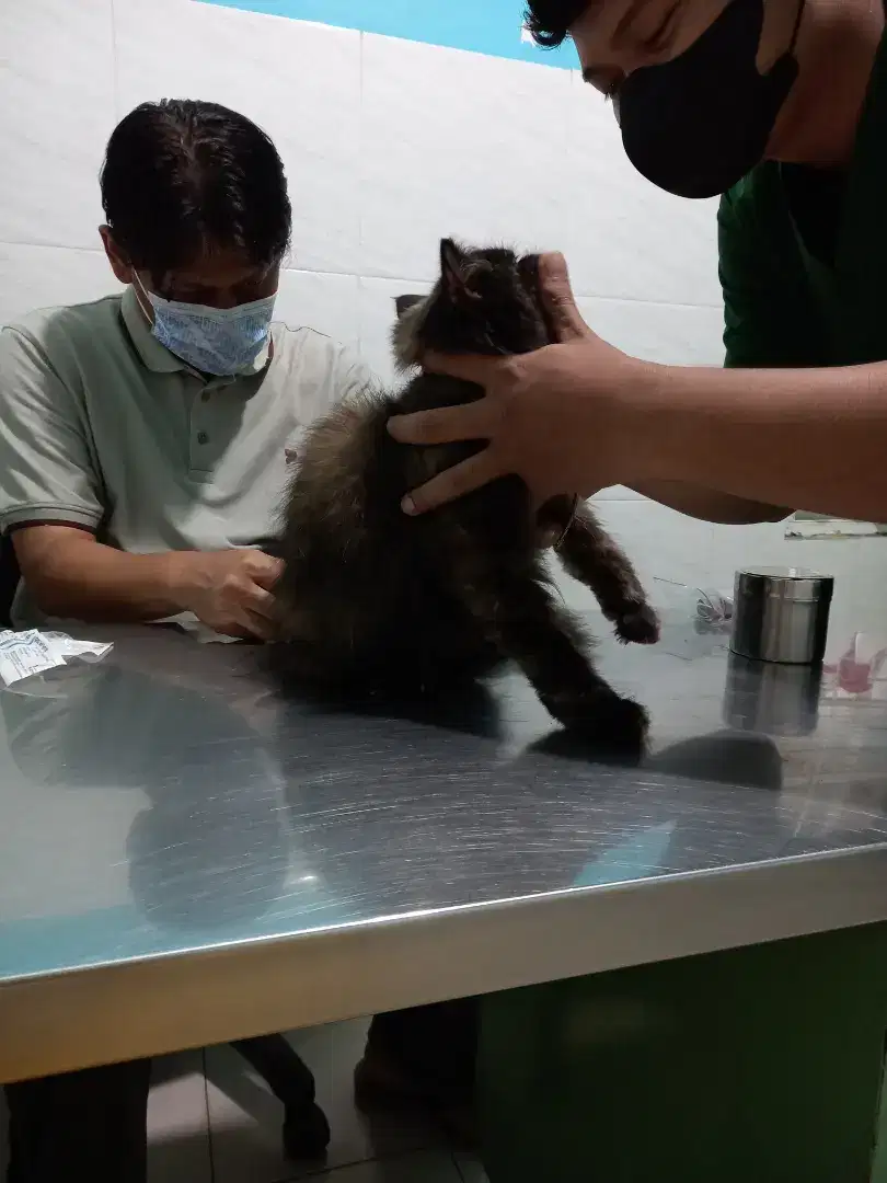 Kucing Persia Betina