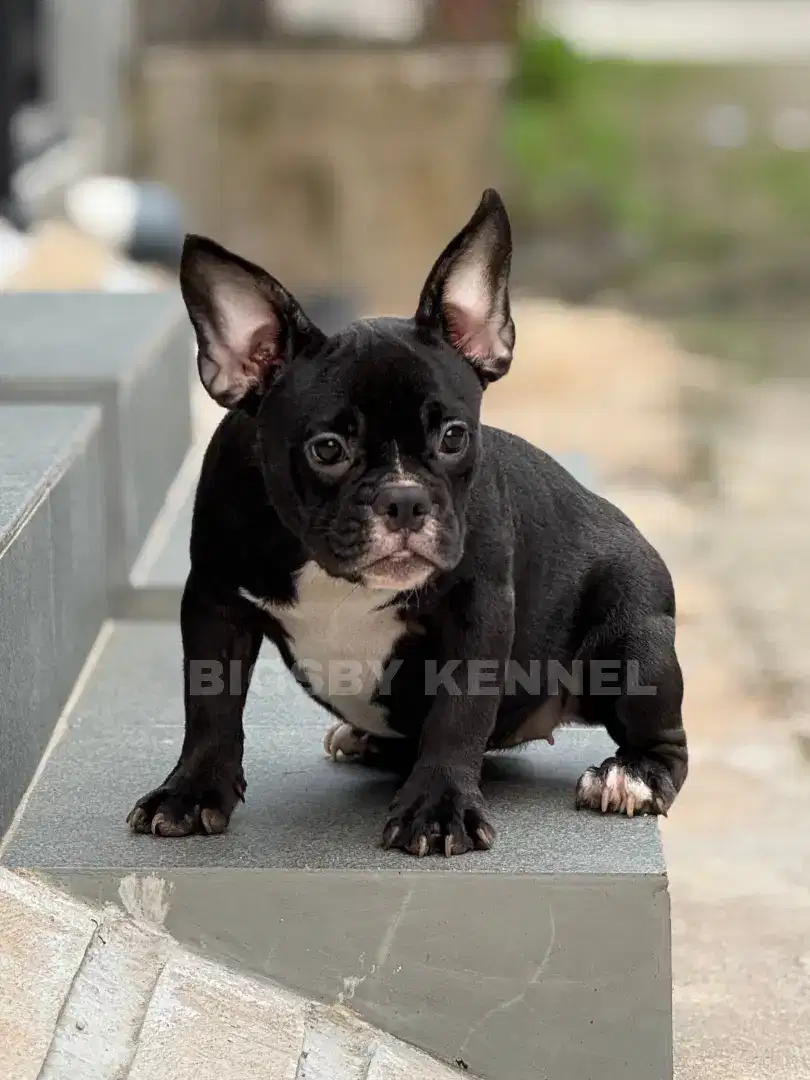Exotic micro bully betina puppy anakan anjing american female sultan