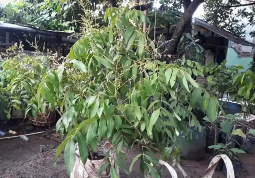 MENJUAL BERBAGAI JENIS POHON BUAH