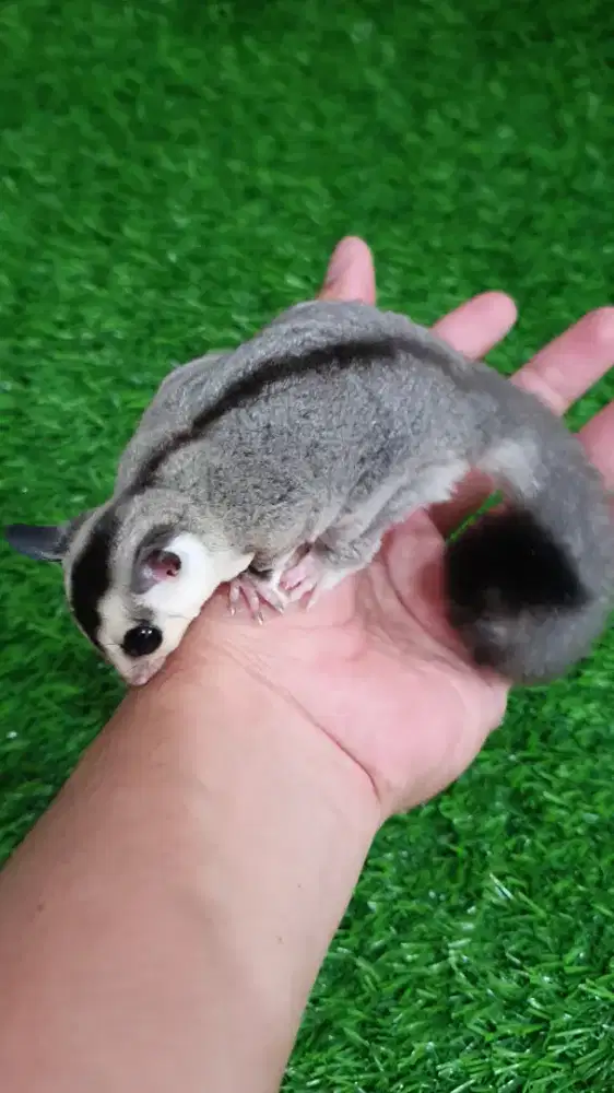 Sugarglider whiteface 1,5 bulan