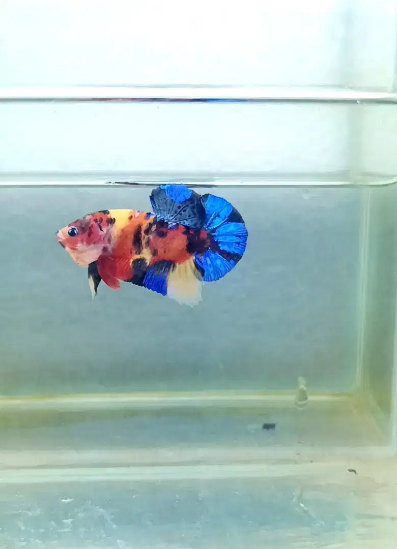Cupang nemo multi