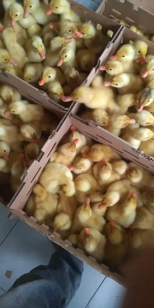 DOD Peking Asli 40Hr 3Kg