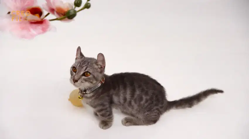 Open Adopt Kucing American Curl mix Munchkin - 8 bulan Jantan