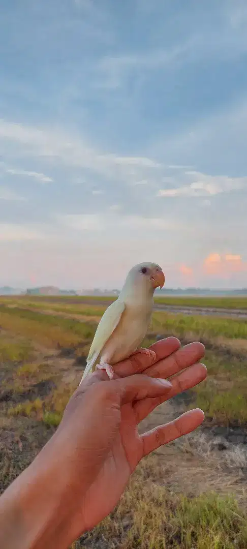 Lovebird jinak cremino mm non klep.ff tipis2