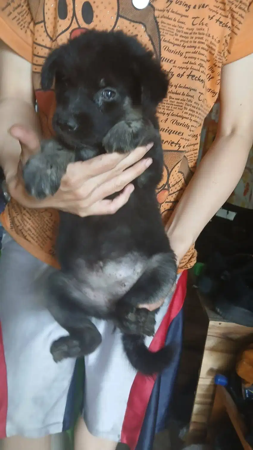 Puppies herder x husky