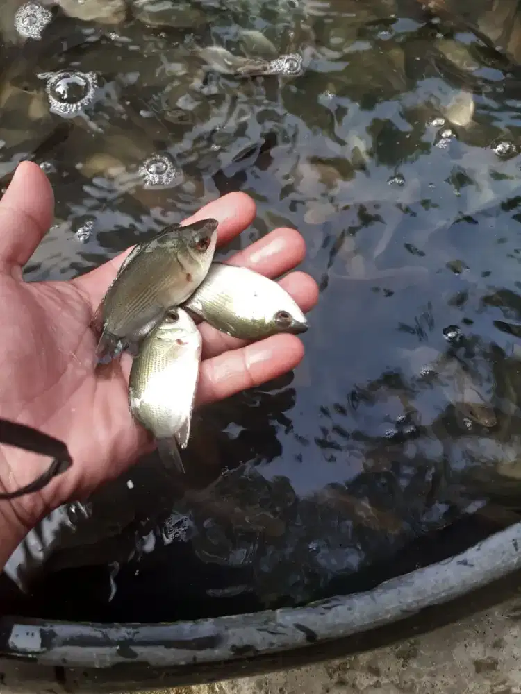 Jual bibit ikan tembakang ukuran nyilet
