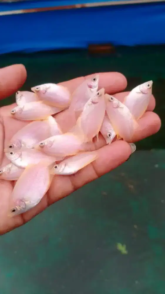Jual bibit gurame padang ukuran jmpol tangan
