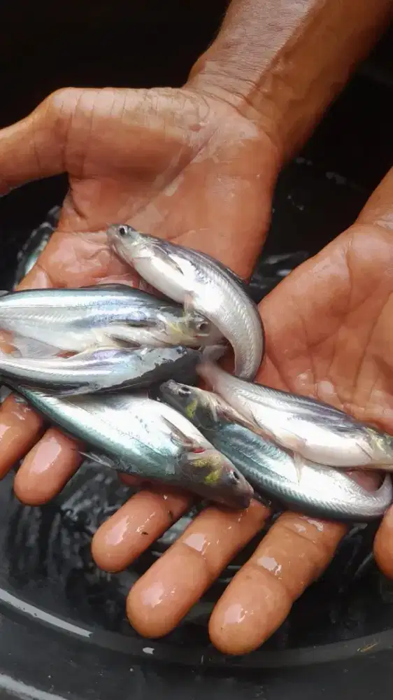 Jual bibit ikan patin ukuran 4 in