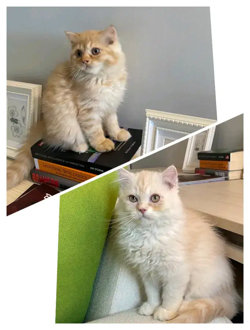 Kitten Flatnose  Jantan