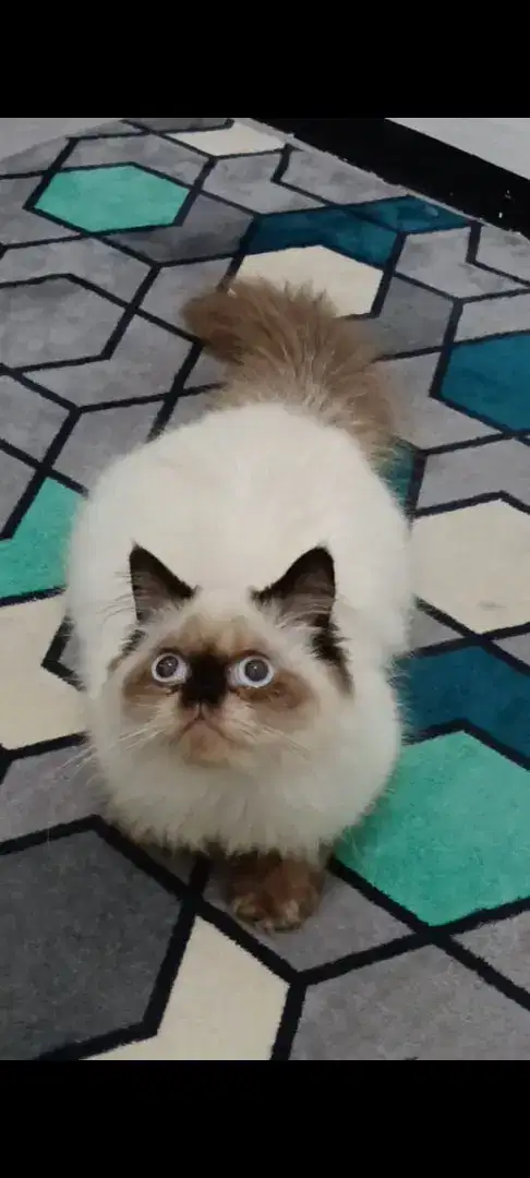kucing kitten ragdol jantan istimewa