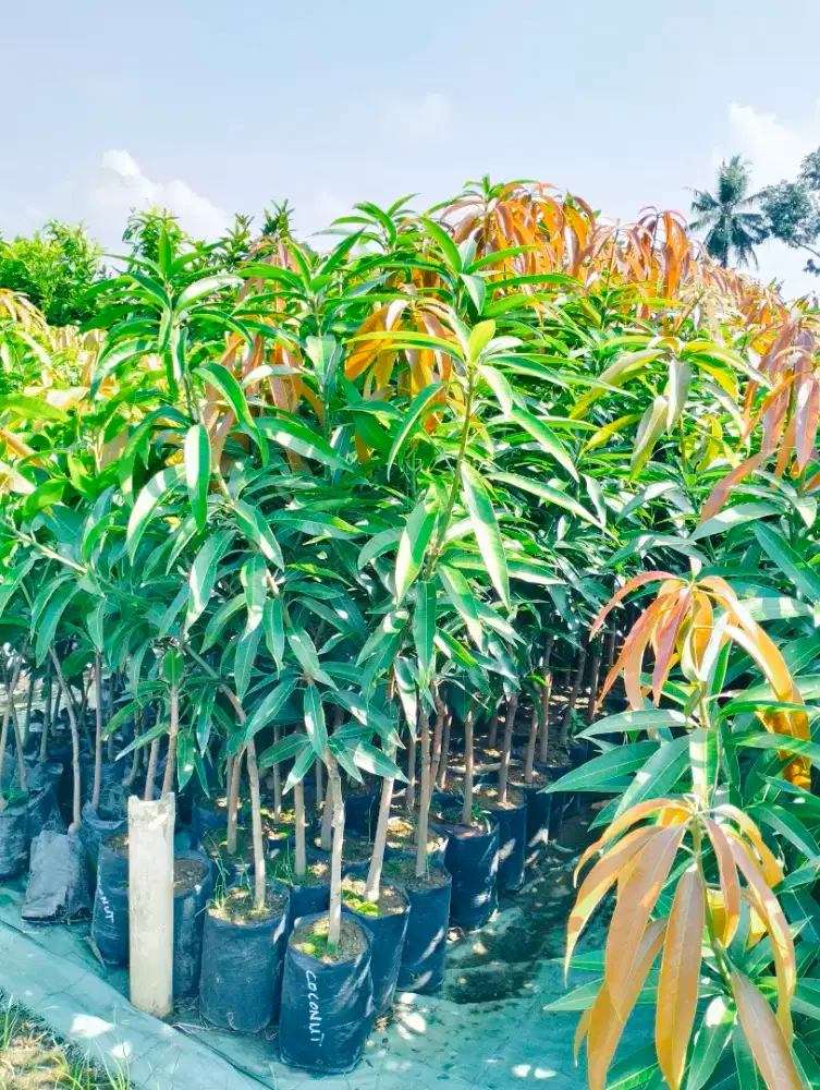 Bibit mangga coconut 1m
