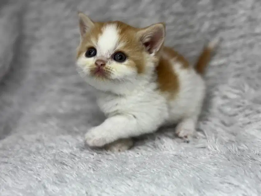 Kucing BSH Bicolour Red Jantan Ped WCF