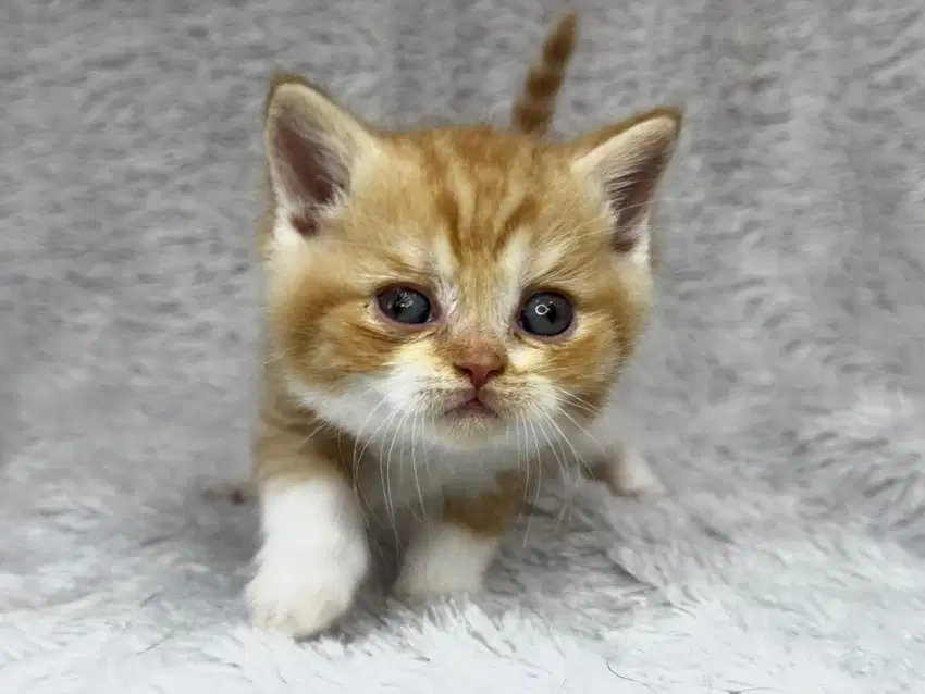 Kucing BSH Ped WCF Jantan Bicolour Red