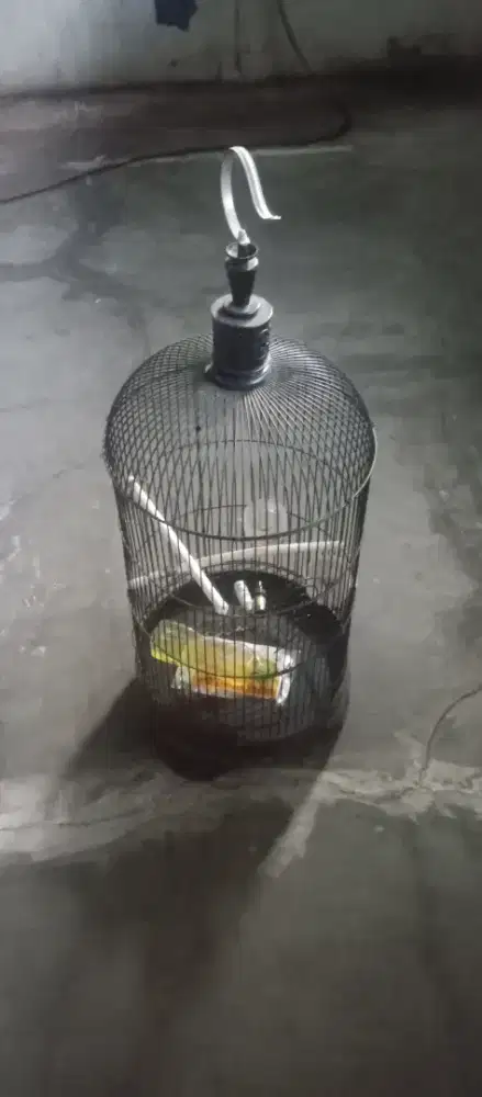 Sangkar burung kapsul