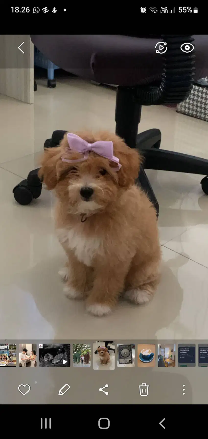 Pomapoo , induk minipom, pejantan poodle.