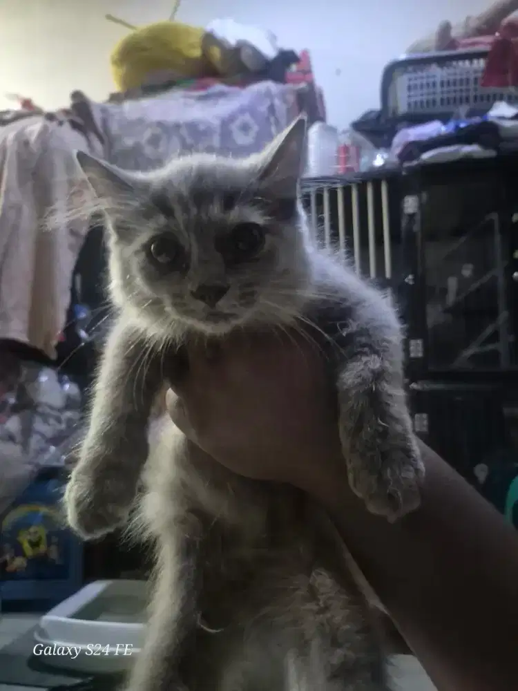 Open adopt persia betina