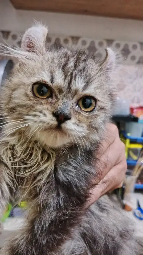 Kitten American Curl Jantan