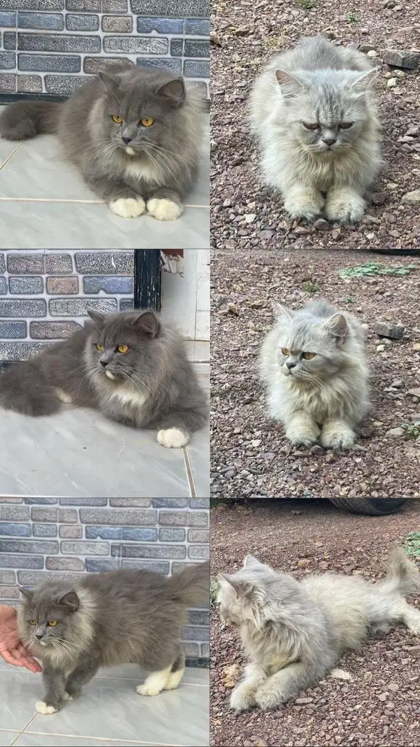 Lepas adopsi Kucing Persia Long hair jantan dan betina