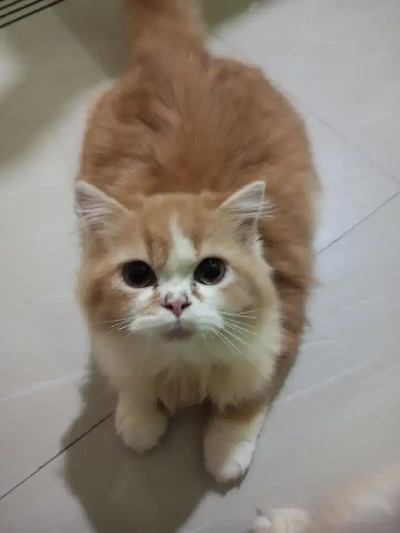Kucing Persia Jantan FLATNOISE