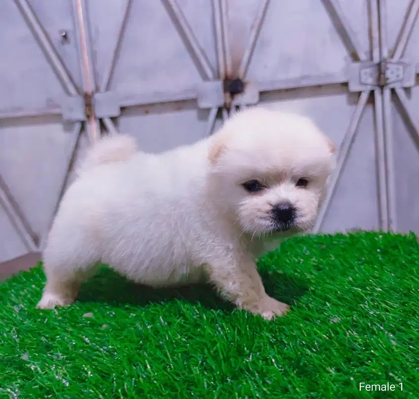 CHOW CHOW PUPPIES