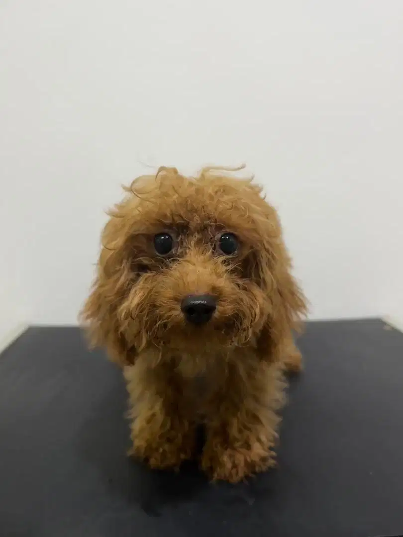 Dijual open semi adopt anjing red tiny toy poodle free
