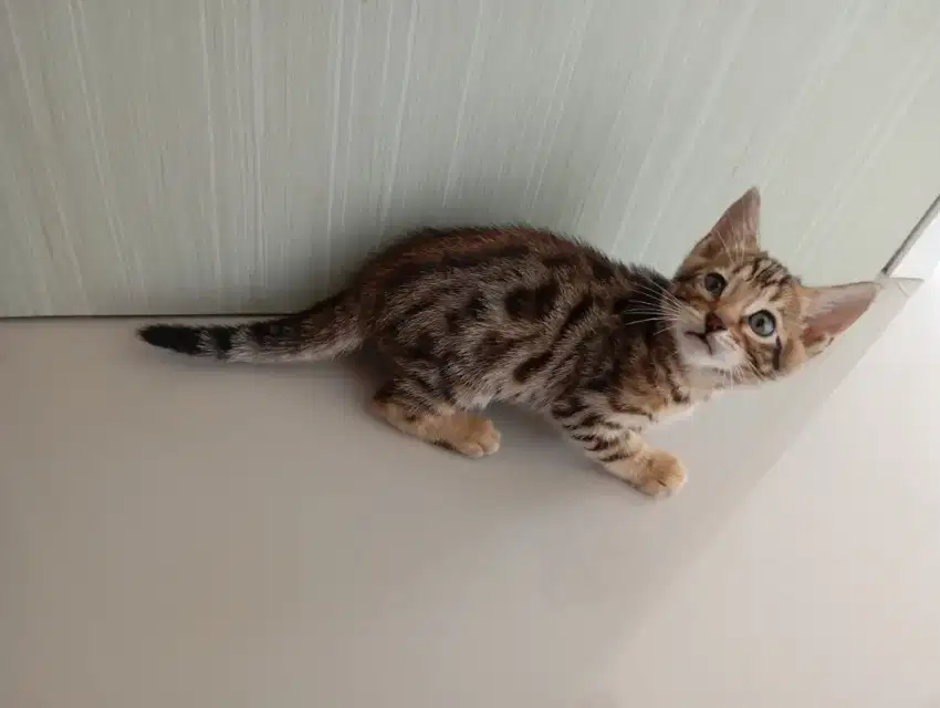 kitten jantan umur 2 bln