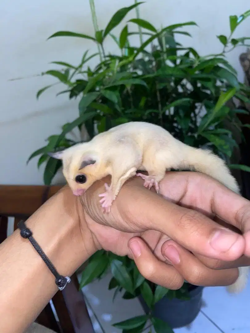 sugar glider joey