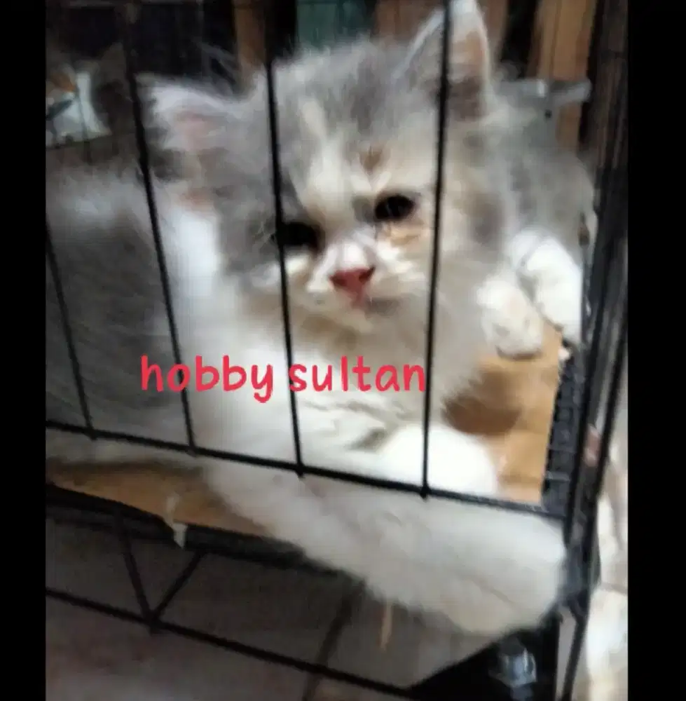 Anak kucing kitten Persia platnose ada 3 ekor