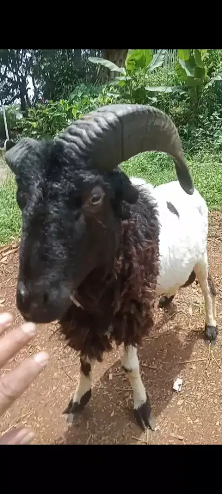 Sedia hewan qurban padasuka atas