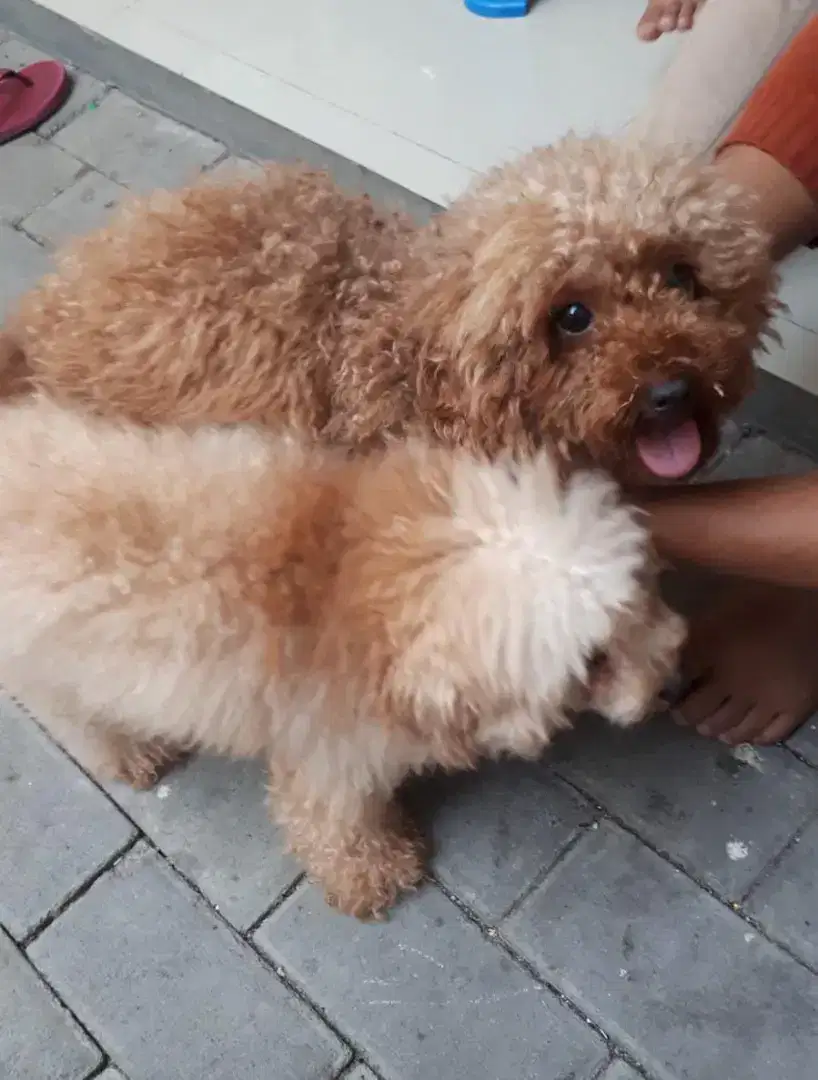 OPEN P.O ANJING POODLE TOY TINY ECER BORONG