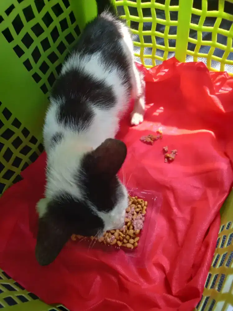 LOWONGAN KERJA Bantu Merawat Hewan Peliharaan Kucing2 Kami