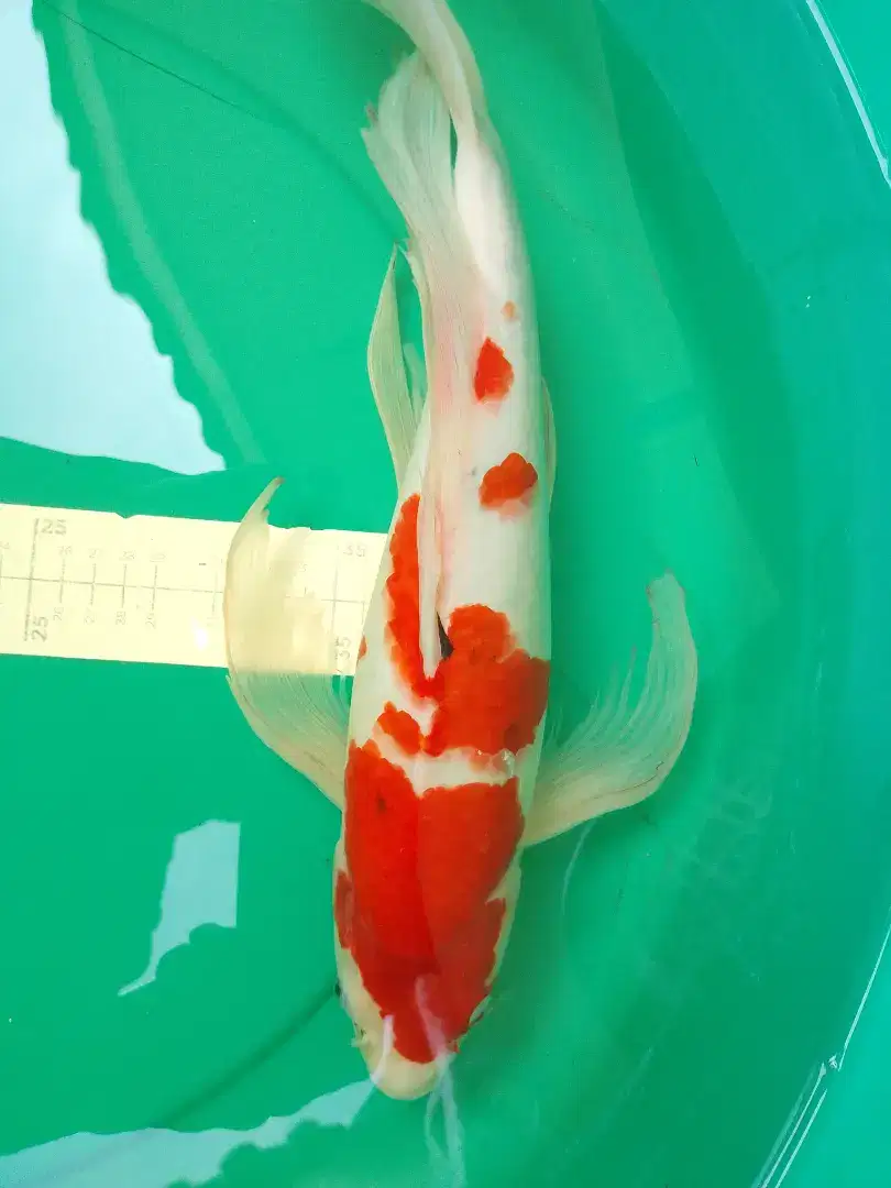 Ikan koi jenis Slayer Sanke 42cm warna merah