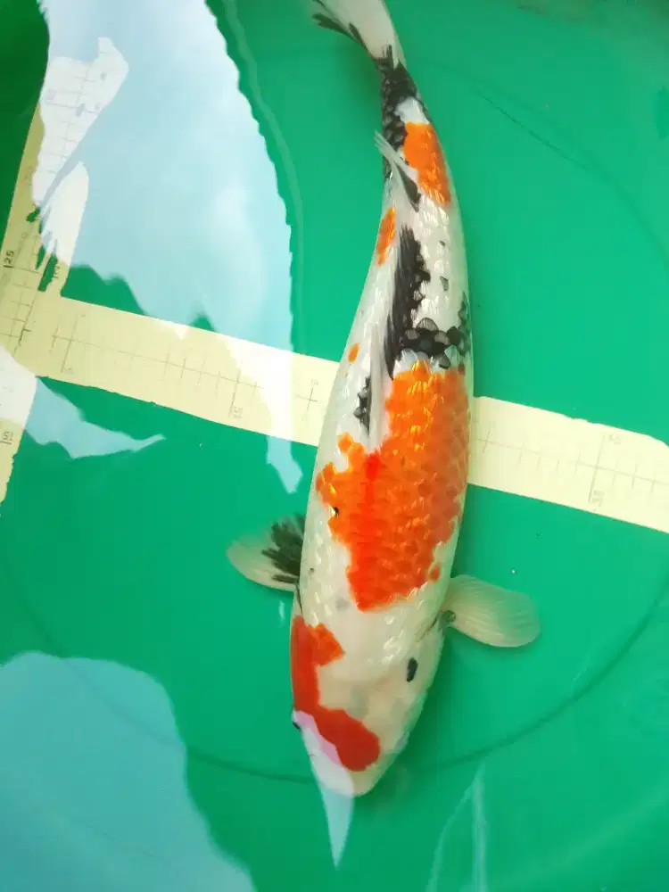 Ikan koi jenis Showa Ginrin 46cm bagus