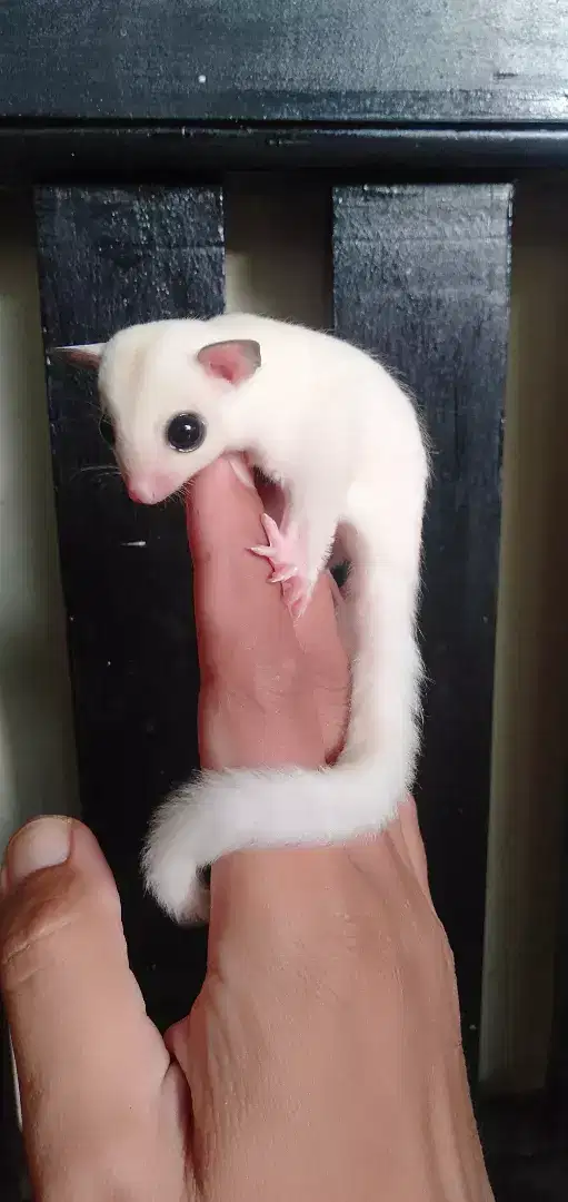 Sugar glider (wm)