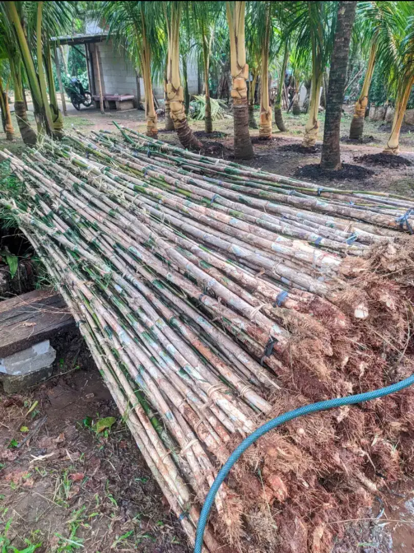 Bambu jepang siap tanam