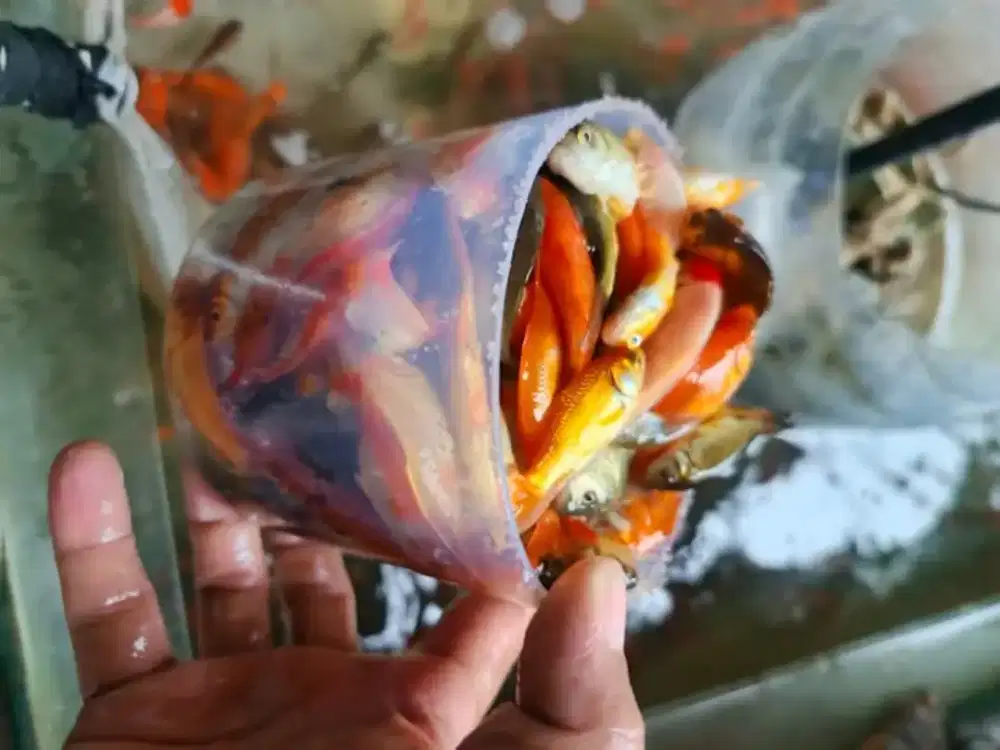 Ikan mas literan pakan predator