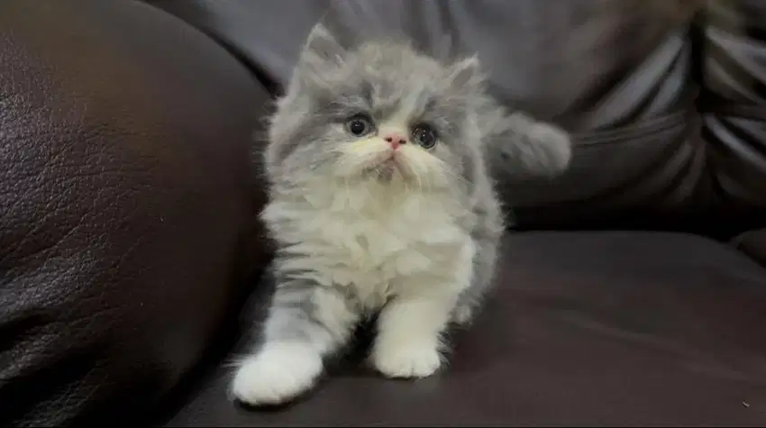 Kucing Persia Peaknose Kitten