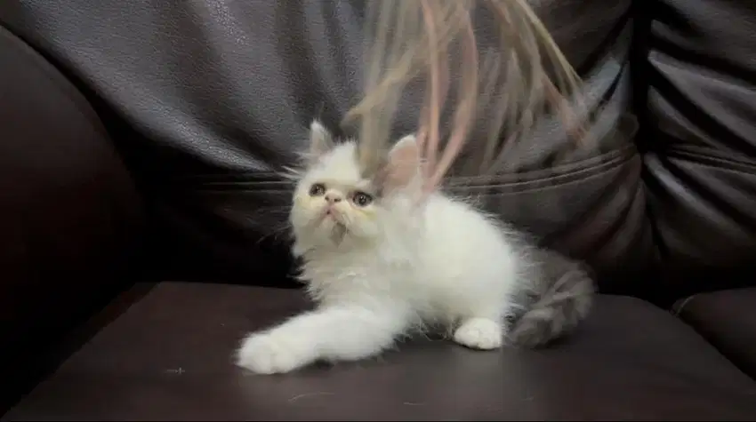 Kucing Persia Peaknose Kitten