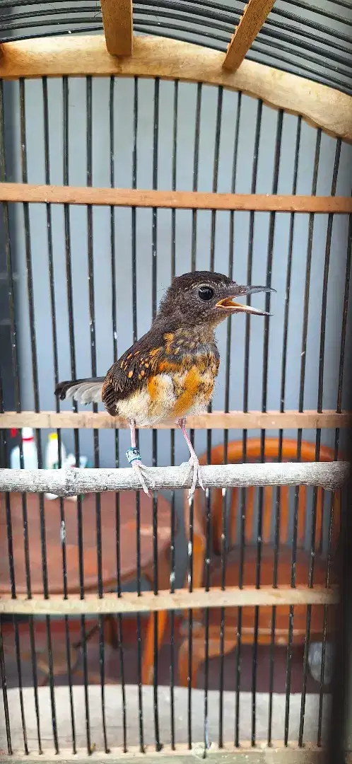 Burung murai blorok ternakan