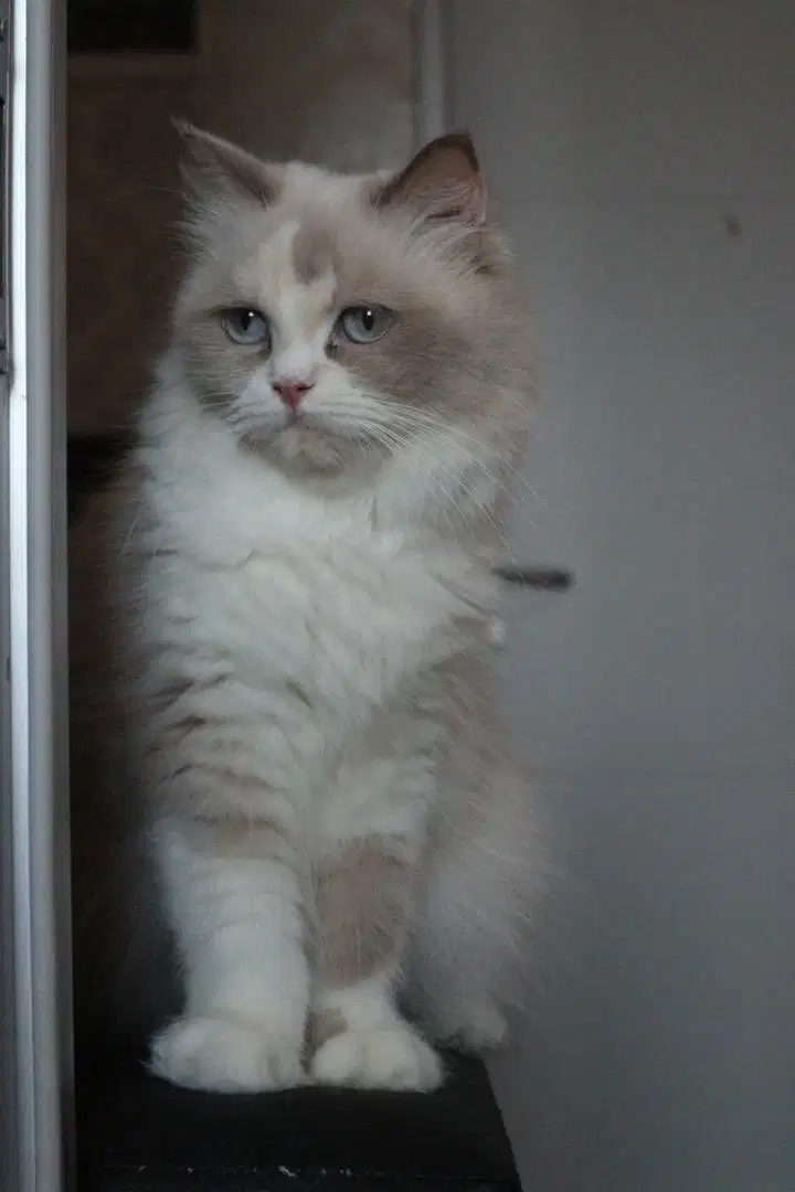 Kucing Ragdoll - Betina