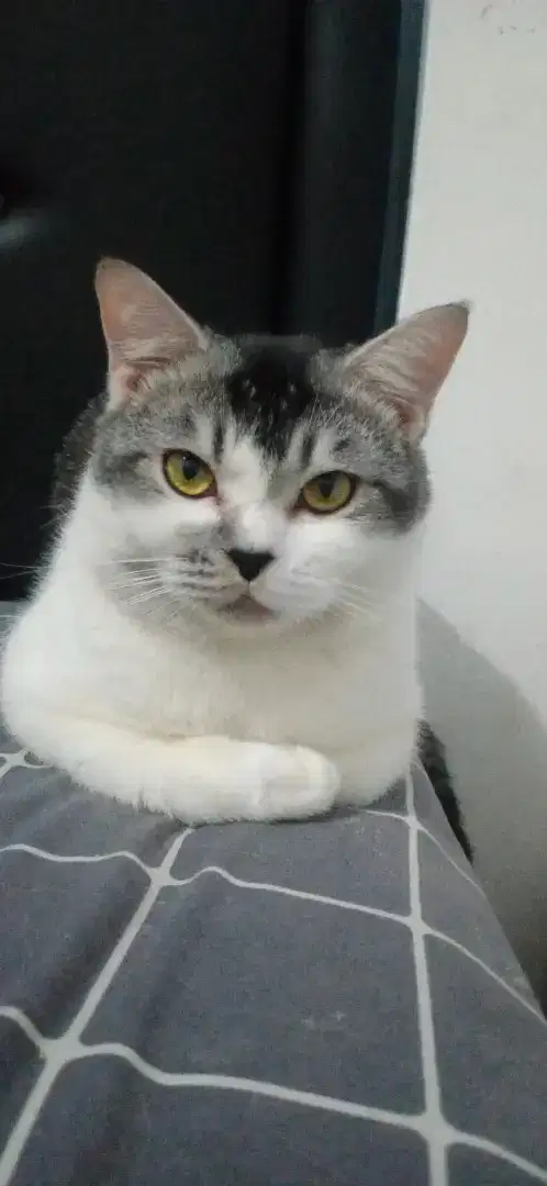 Lepas adopsi mix persia BSH