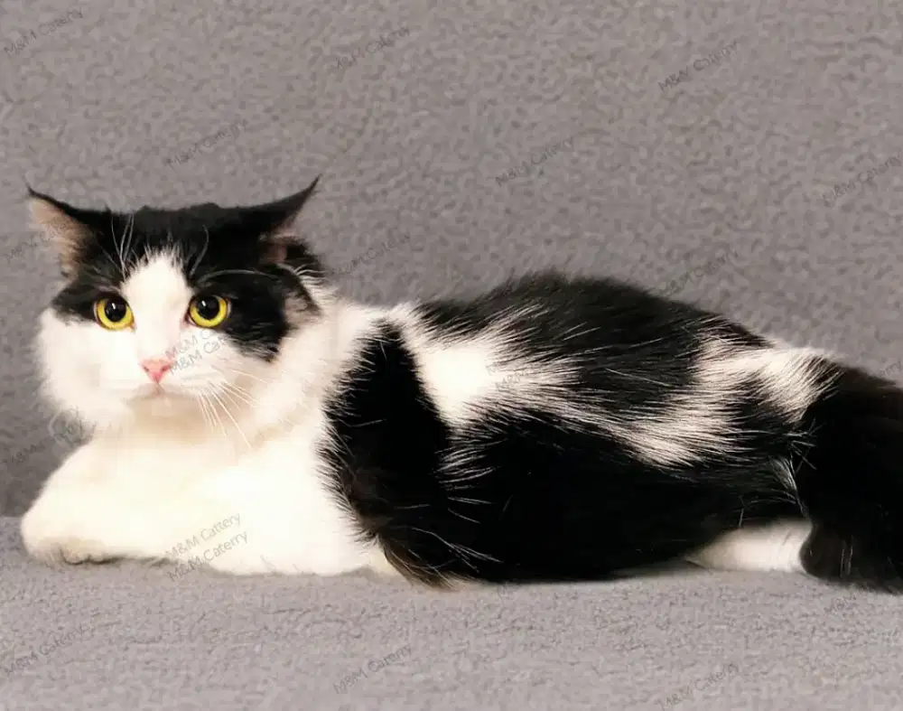 Molly&Milly Cattery (Khusus Adopt Kucing)