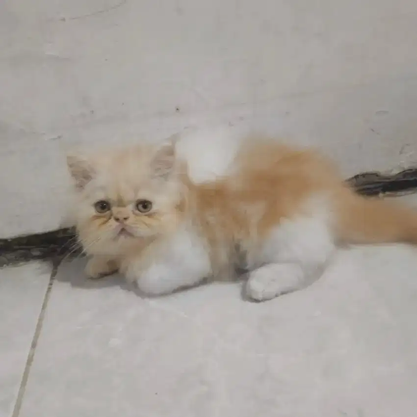 KUCING KITTEN FLATNOSE JANTAN