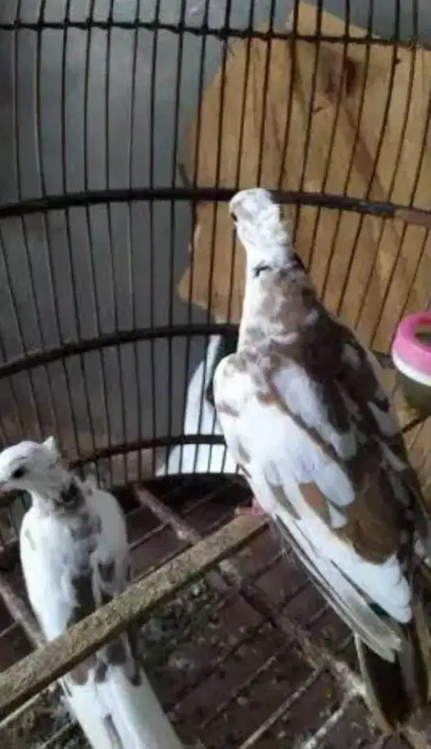 Burung puter belorok jambul langka ,tekukur,perkutut.jual sepasang