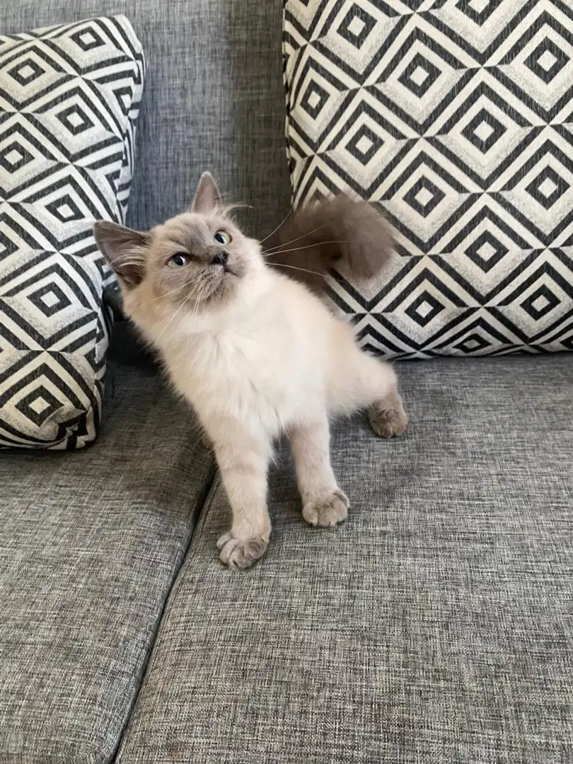 Ragdoll Blue colorpoint Mink Betina