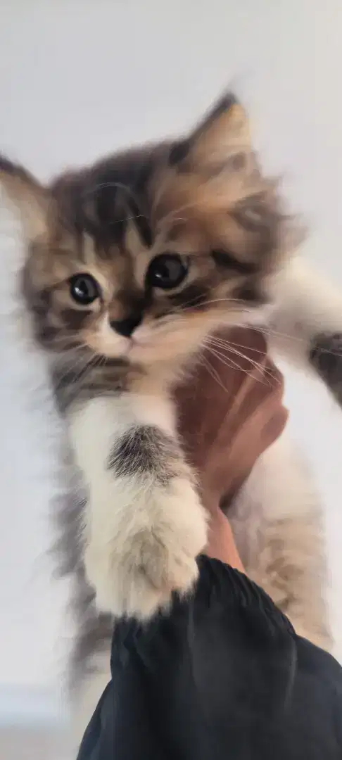Kucing persia kitten jantan medium ganteng