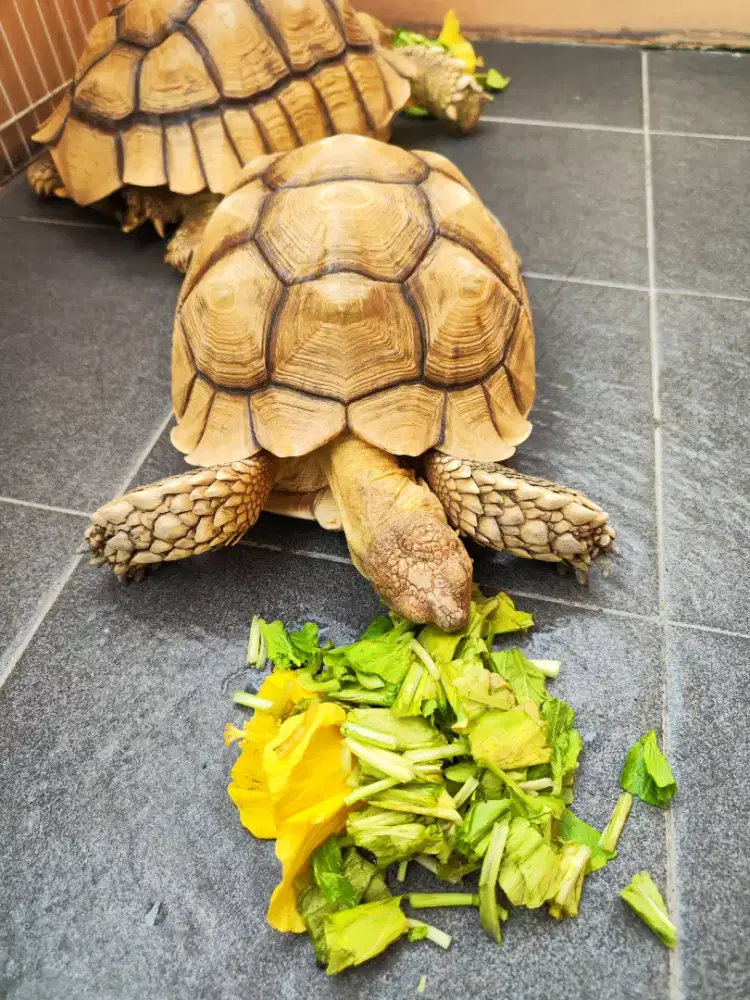 Kura Sulcata Thin Line Jantan Berahi